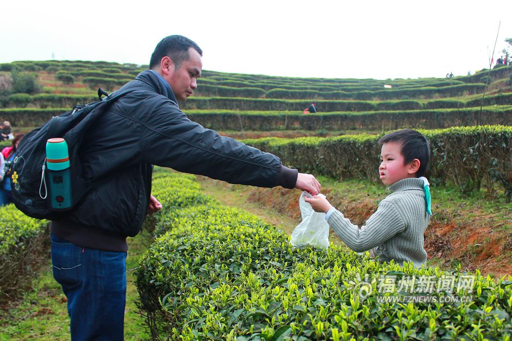 福州茉莉花茶“開春第一采” 游客零距離享受采茶樂