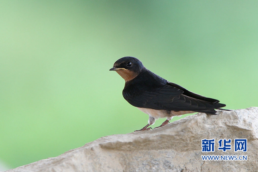 福州迎來觀鳥佳季　這些鳥兒你都認(rèn)識嗎？(組圖)