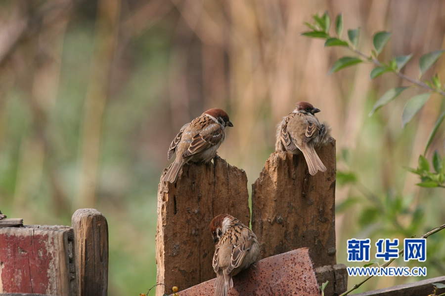 福州迎來觀鳥佳季　這些鳥兒你都認識嗎？(組圖)
