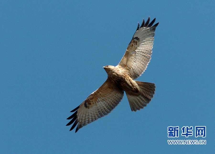 福州迎來觀鳥佳季　這些鳥兒你都認識嗎？(組圖)