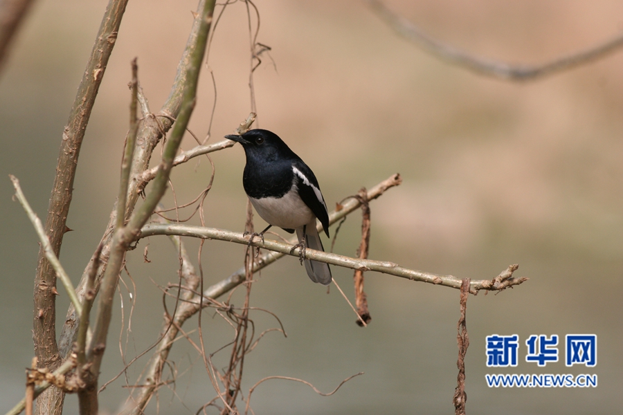 福州迎來觀鳥佳季　這些鳥兒你都認識嗎？(組圖)