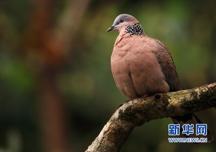 福州迎來觀鳥佳季　這些鳥兒你都認識嗎？(組圖)
