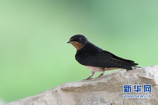 福州迎來觀鳥佳季　這些鳥兒你都認(rèn)識嗎？(組圖)