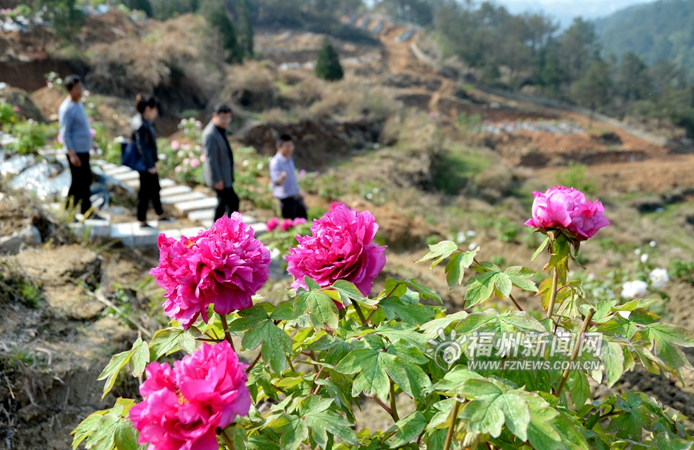 華南最大牡丹主題園一期明年開園　鼓嶺再添新景