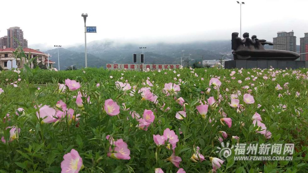 黃花風鈴木點綴六一南路　馬尾月見草讓你見草又見花