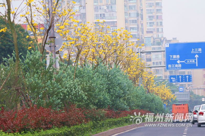 黃花風鈴木點綴六一南路　馬尾月見草讓你見草又見花