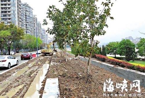 福州環南臺島休閑道綠化樹被堆渣土　有樹木枯死