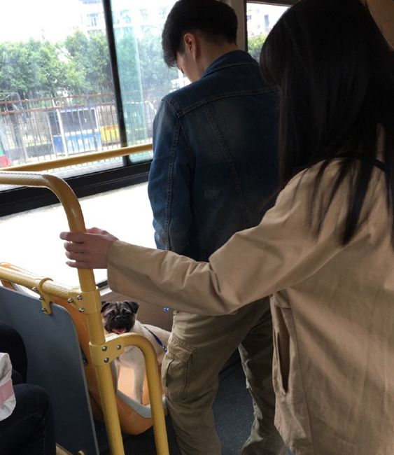 男子帶寵物狗乘公交車　狗坐愛心專座引乘客不滿