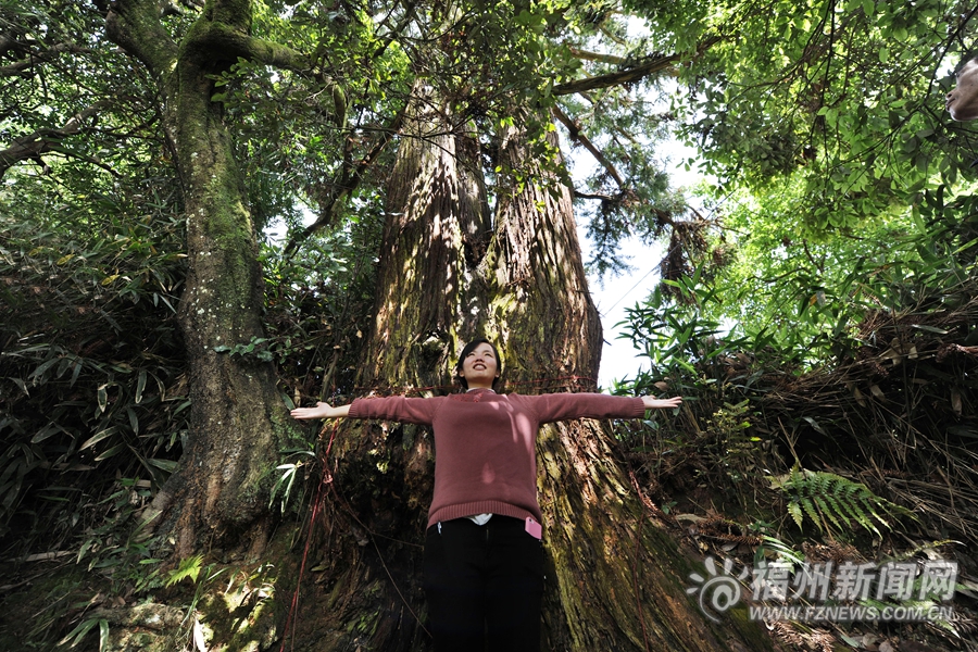 永泰上和村有棵巨型古杉“獅公樹” 守護(hù)村子400年