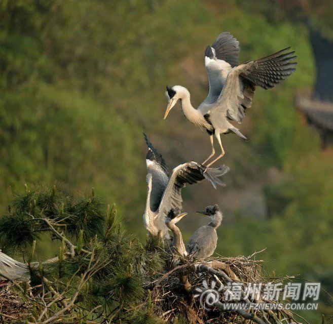 鷺鳥進(jìn)入繁殖季　上千鷺鳥飛來連江羅源筑巢產(chǎn)卵