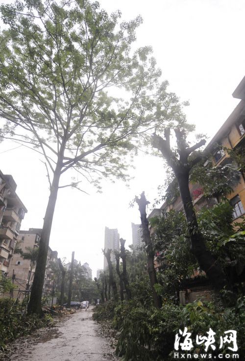 福州怡園小區10棵大樹被“剃光頭”　只剩下樹干