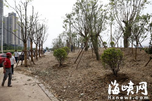 鋪上不同層次綠植后，將呈現“城市森林”的即視感