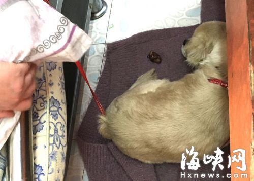 惡狗咬人后，被女店主拴在店內