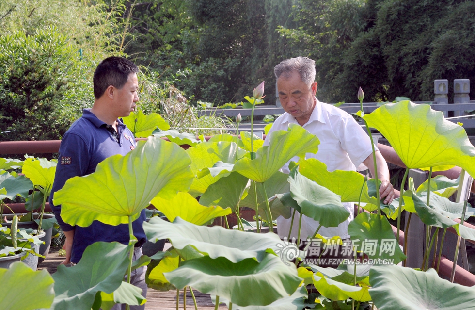 金山公園有位“種荷達(dá)人” 流花溪兩岸擬遍種荷花
