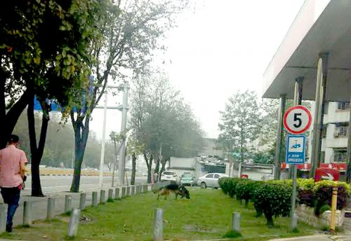 福州工業路一加油站邊，一條大狼狗沒拴狗繩，在路邊的綠化帶躥來躥去，路人紛紛躲避