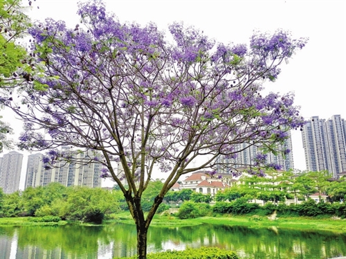 初夏福州藍紫色花樹回歸　藍花楹樹苗多來自廣東