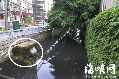 樹(shù)兜河變黑水河，駁岸排水口（畫(huà)圈處）一直冒黑水 