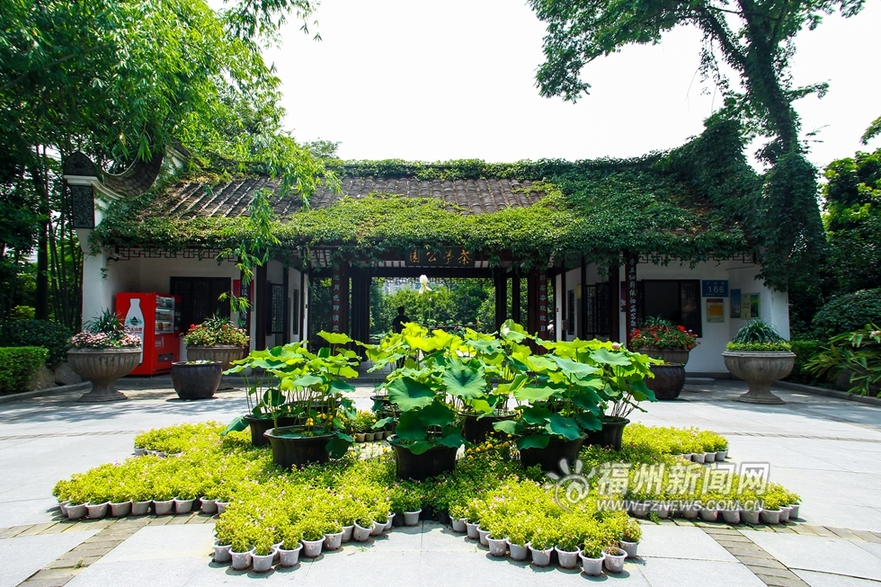 愛上福州城：茶亭公園初夏 那一抹荷之綠