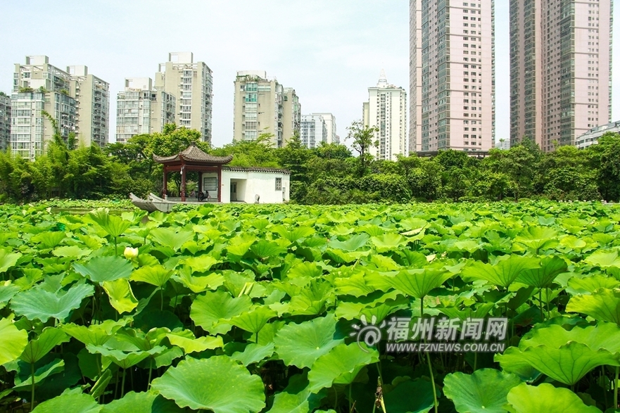 愛上福州城:茶亭公園初夏 那一抹荷之綠