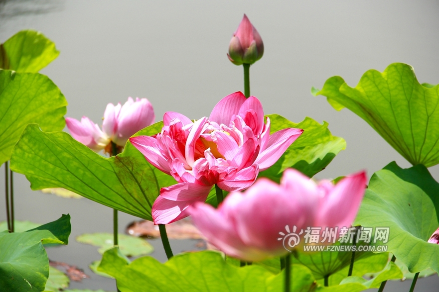 愛上福州城:茶亭公園初夏 那一抹荷之綠