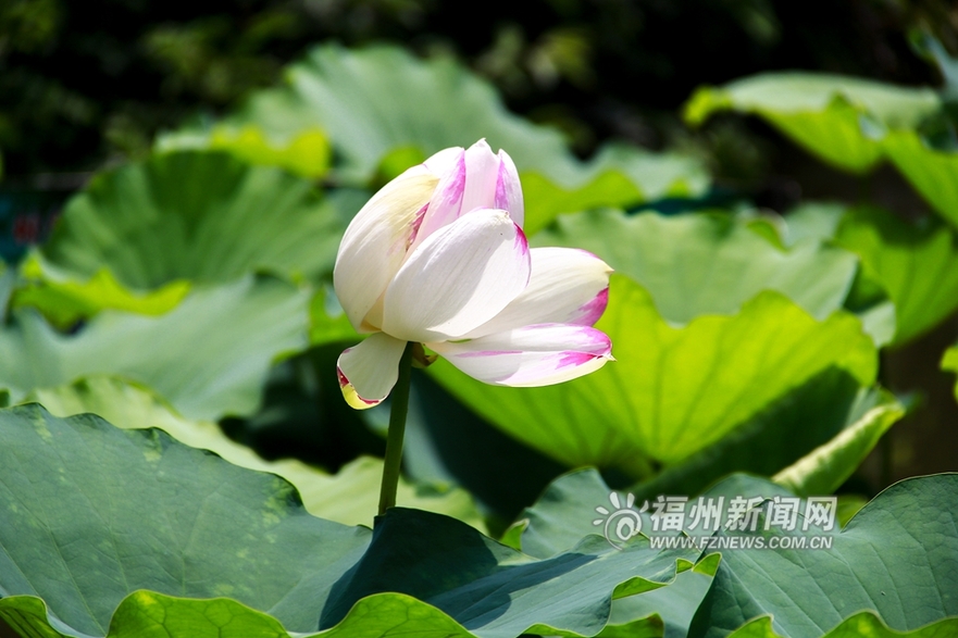 愛上福州城:茶亭公園初夏 那一抹荷之綠