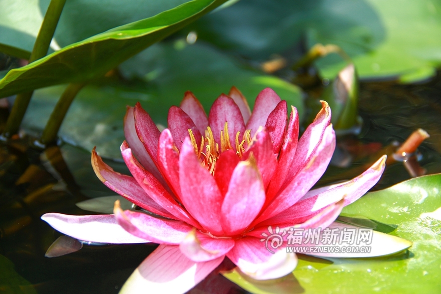 愛上福州城:茶亭公園初夏 那一抹荷之綠