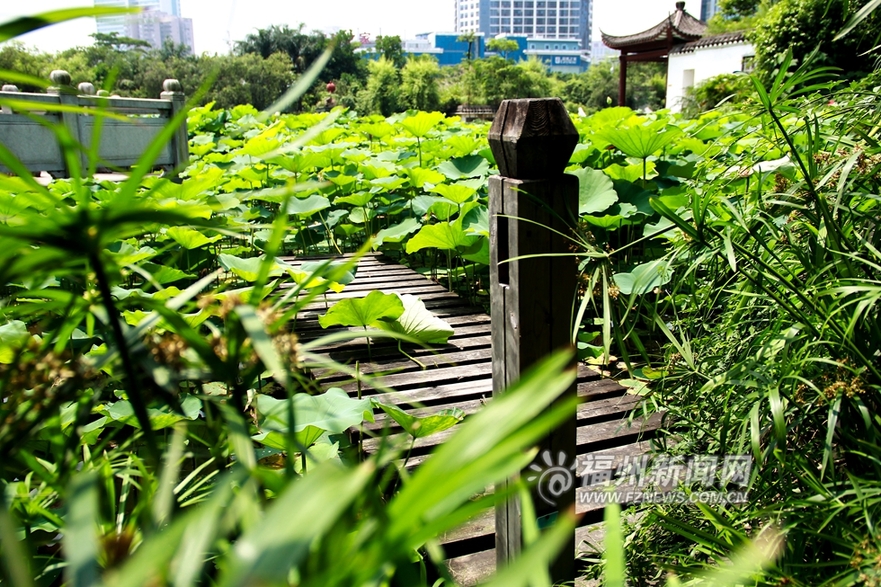 愛上福州城:茶亭公園初夏 那一抹荷之綠
