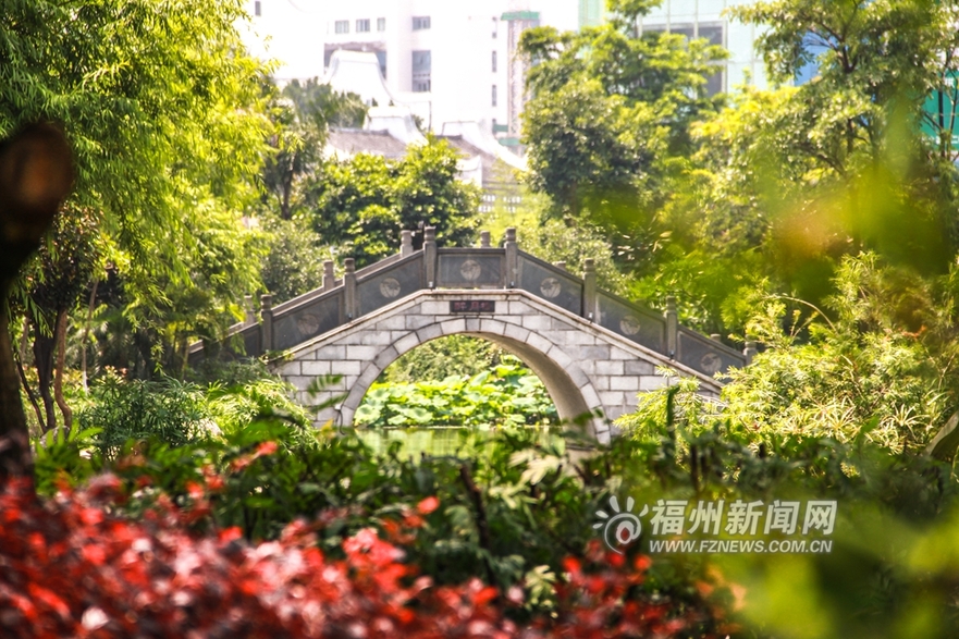 愛上福州城:茶亭公園初夏 那一抹荷之綠