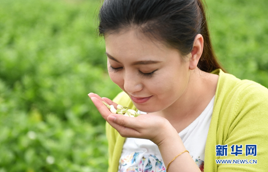 永泰鄉村茉莉花開　游客到田間參與采花制作花環