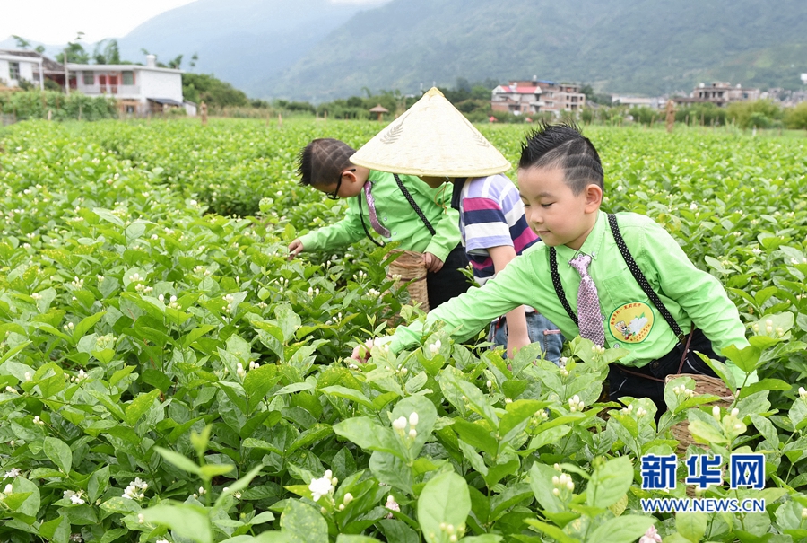 永泰鄉村茉莉花開　游客到田間參與采花制作花環