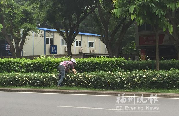 白馬南路綠化帶現“采花大媽”　采完向司機兜售
