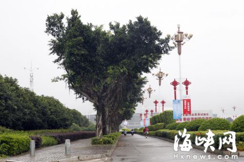潘墩路邊的行道樹，全部按照規范修剪