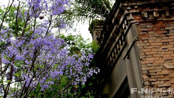 “考試花”藍花楹裝扮榕城　福州多地可欣賞(圖)