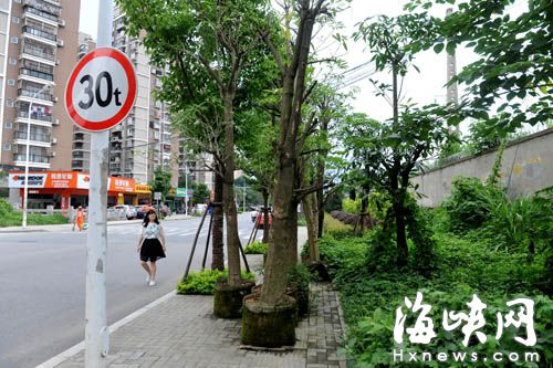 東浦路14棵待種大樹擺人行道　已過半年還未種植