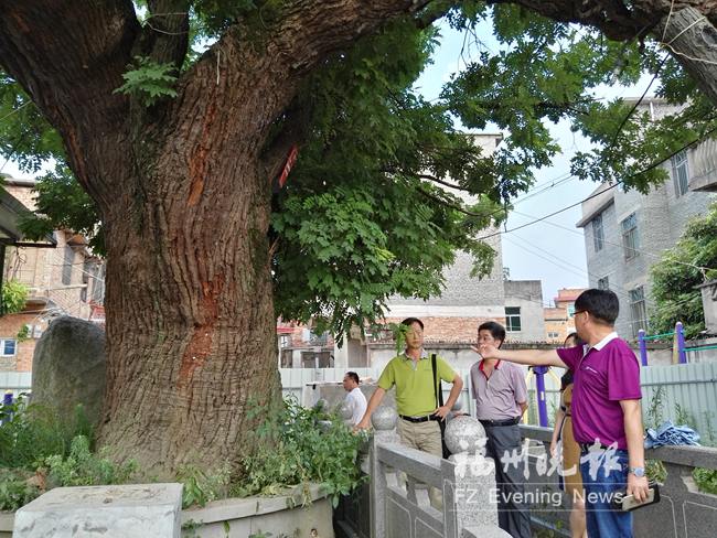 南江濱東大道擬為古槐讓路　道路設計方案將調整