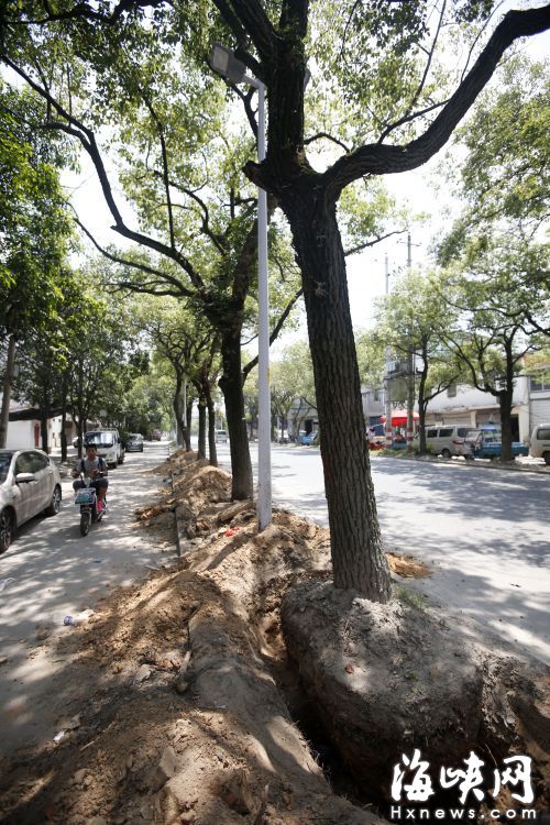 樟樹被挪走后，路人又少了一大片遮陰的地方