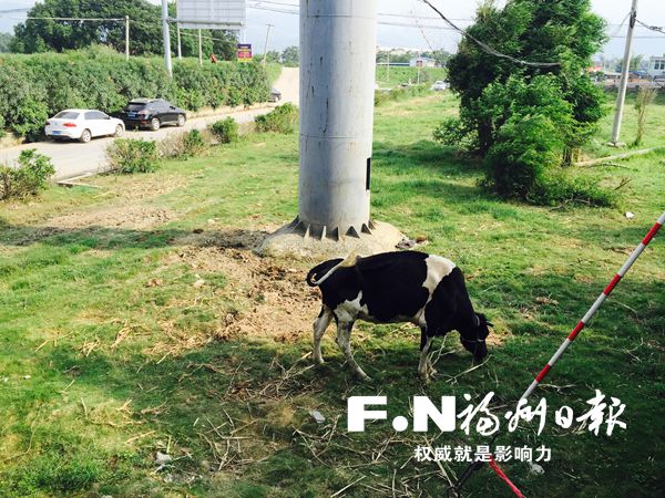 南港大橋下綠化帶有村民放牧　綠化帶被奶牛啃光