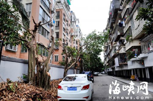 泉塘小區(qū)50棵大樹“剃光頭” 園林局:按規(guī)范修剪