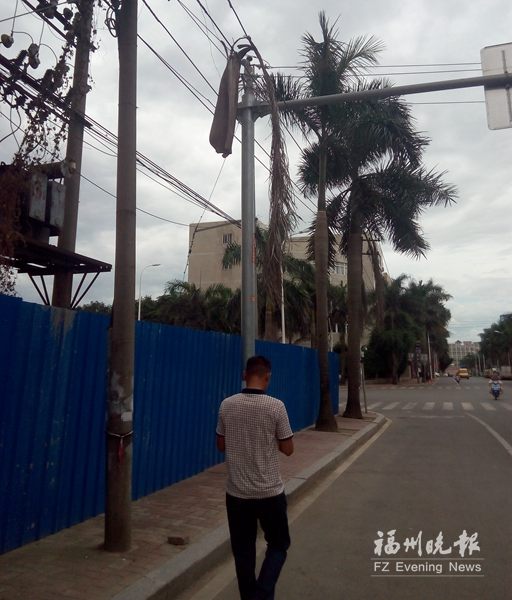 金陣路金工路沿線椰子樹常落葉　壓彎電線砸小車