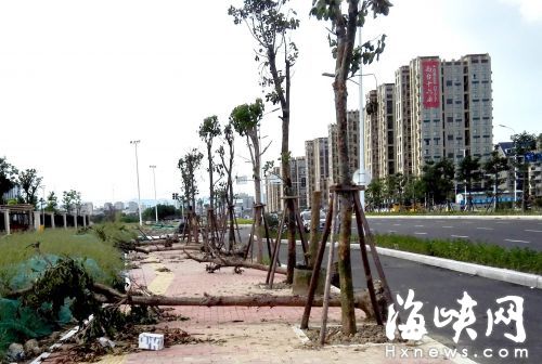 福州南臺大道十幾棵樹被放置路邊　葉子暴曬干枯