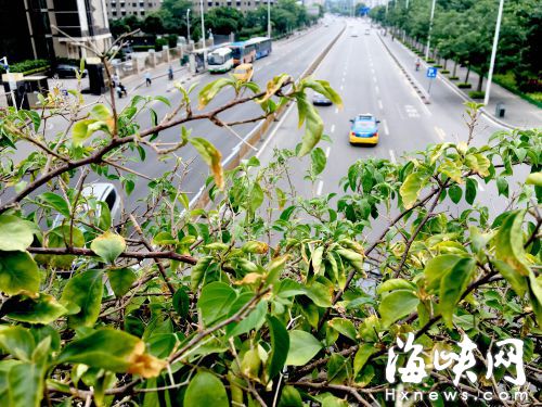 滴灌系統(tǒng)供水被關(guān)　湖前天橋三角梅沒水挺“渴”