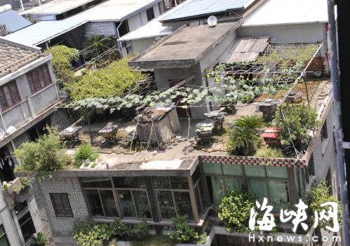 馬尾快安文圖山居民區樓頂養蜜蜂　鄰居頻頻被蜇