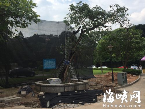 醫院建門診大樓　福州“雨花臺”老荔枝樹要移位