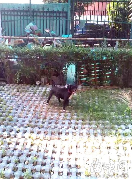 咬傷老人的惡犬