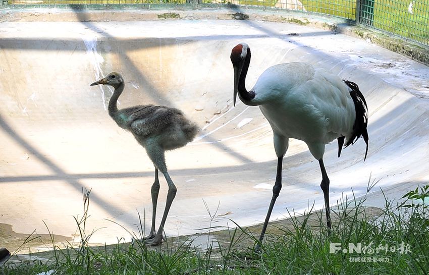 動物園丹頂鶴寶寶“滿月”　在飼養區內悠閑散步
