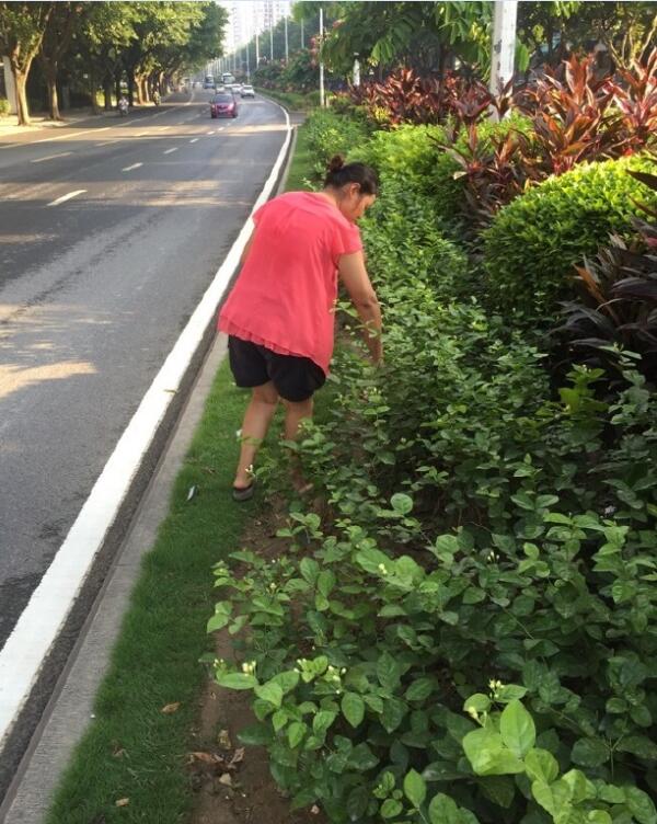 茉莉花遭盜采養(yǎng)護員怒曝光 掐花摘果最高罰500元