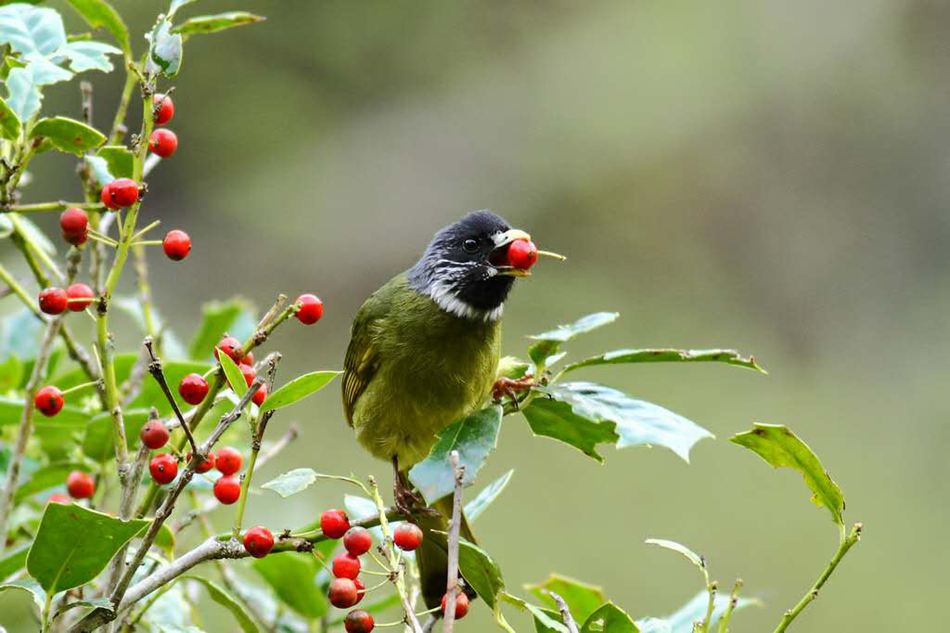 鼓嶺7年記錄到121種鳥類　包括國家二級保護動物