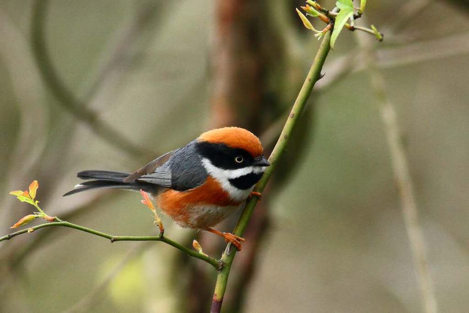 鼓嶺7年記錄到121種鳥類 包括國家二級保護動物