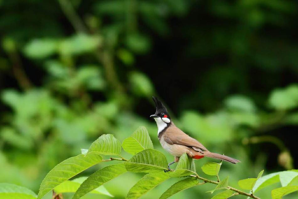 鼓嶺7年記錄到121種鳥類 包括國家二級保護動物