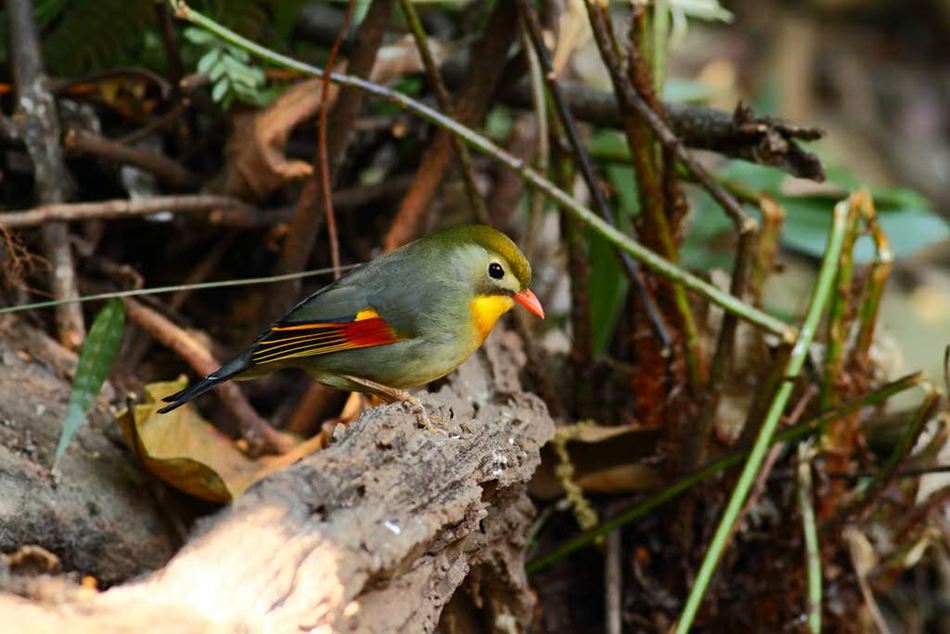 鼓嶺7年記錄到121種鳥類 包括國家二級保護動物